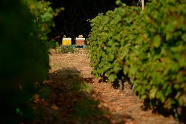 Domaine viticole. Ruches dans les vignes. Biodiversité